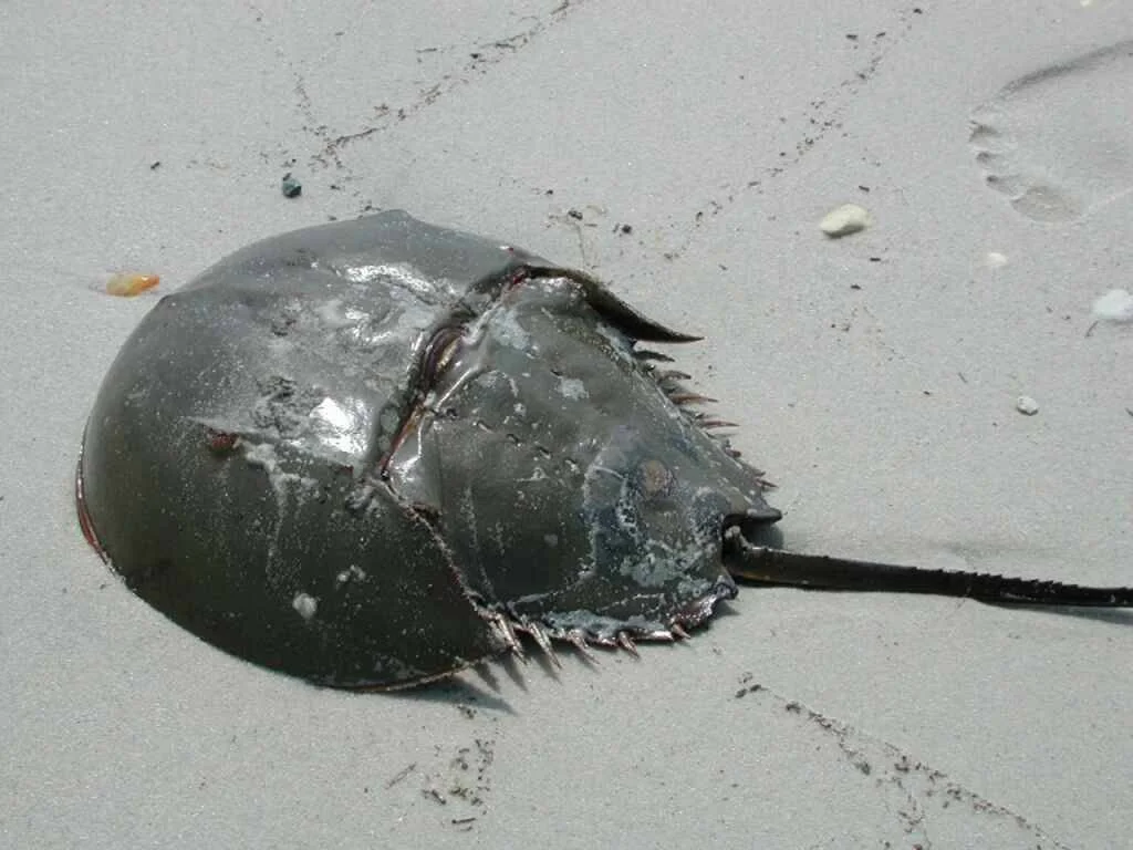 Cangrejo cacerola (Limulus polyphemus) con caparazón oscuro y cola larga varado sobre arena húmeda de playa.