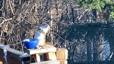 Un arrendajo azul posado junto a un recipiente azul sobre una plataforma de madera en un jardín con ramas secas al fondo.