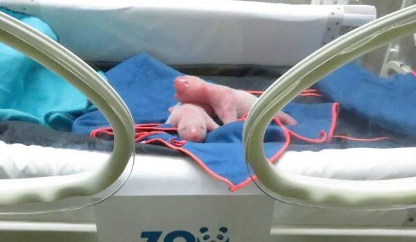 Cría de panda gigante recién nacida, de color rosado, descansando sobre una manta azul en una incubadora de zoológico.