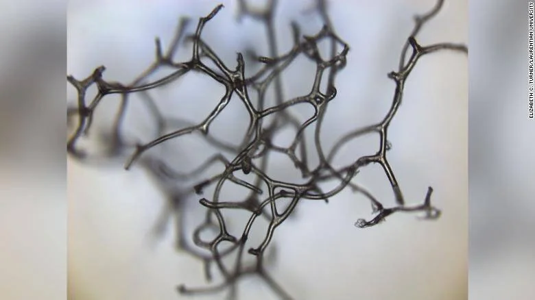 Vista microscópica de un fósil de hongo con filamentos ramificados oscuros entrelazados sobre fondo claro.