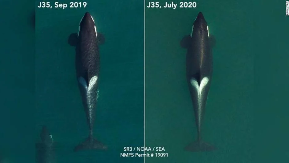 Fotografías aéreas comparativas de la orca J35 en 2019 y 2020, mostrando notable pérdida de peso entre ambas imágenes.