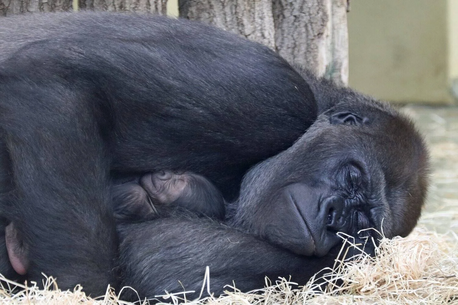 Gorila hembra descansa acostada sobre paja mientras protege entre sus brazos a su cría recién nacida.