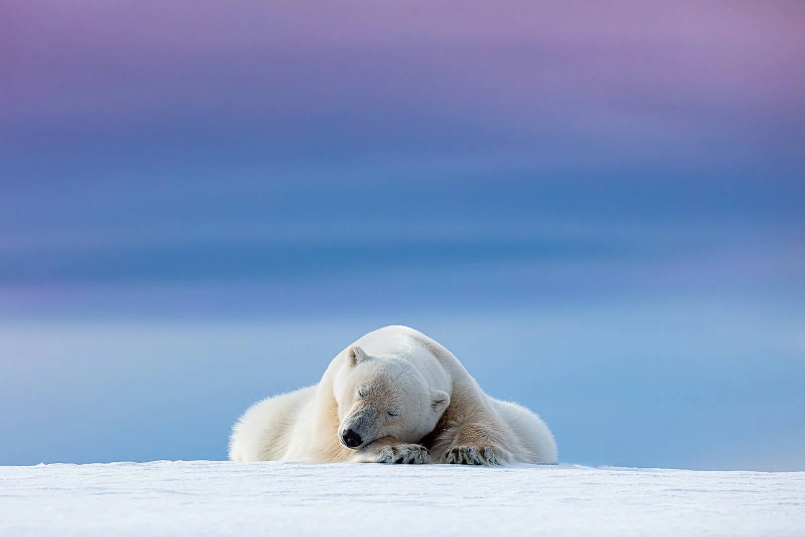 Oso polar descansando con los ojos cerrados sobre la nieve, bajo un cielo de tonos azules y violetas.
