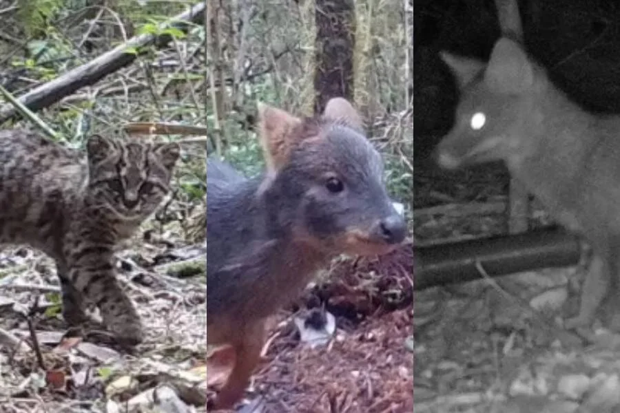 Collage de tres animales silvestres en el bosque: un gato montés, un pudú y un zorro, registrados por cámaras trampa.