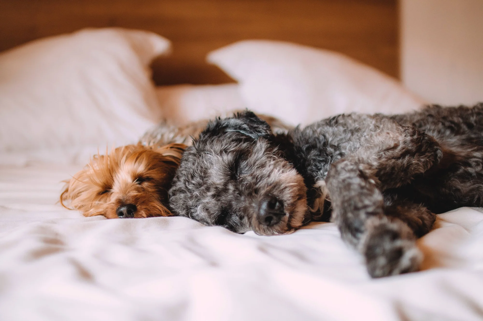 Un Yorkshire Terrier dorado y un perro de pelo rizado gris duermen juntos acurrucados sobre una cama con sábanas blancas.