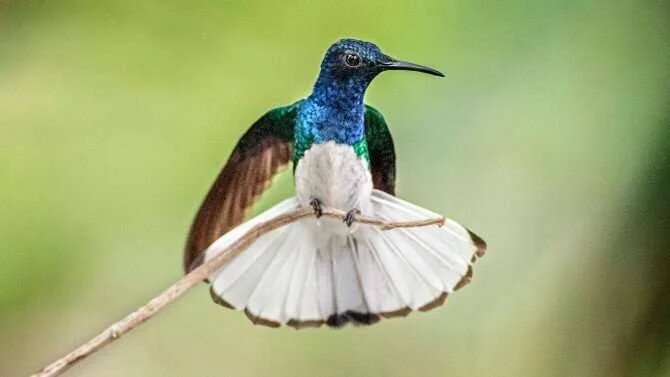 Colibrí de plumaje azul, verde y blanco posado en una rama fina con la cola abierta en abanico, sobre fondo verde difuminado.