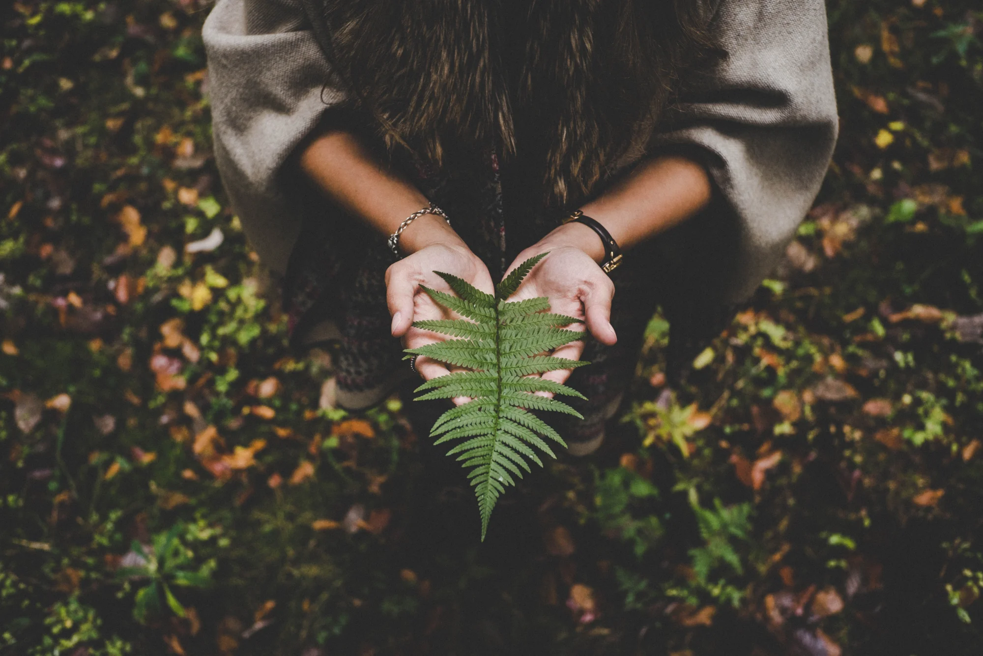 Persona agachada en el bosque sostiene con ambas manos una hoja verde de helecho sobre un suelo cubierto de hojas otoñales.