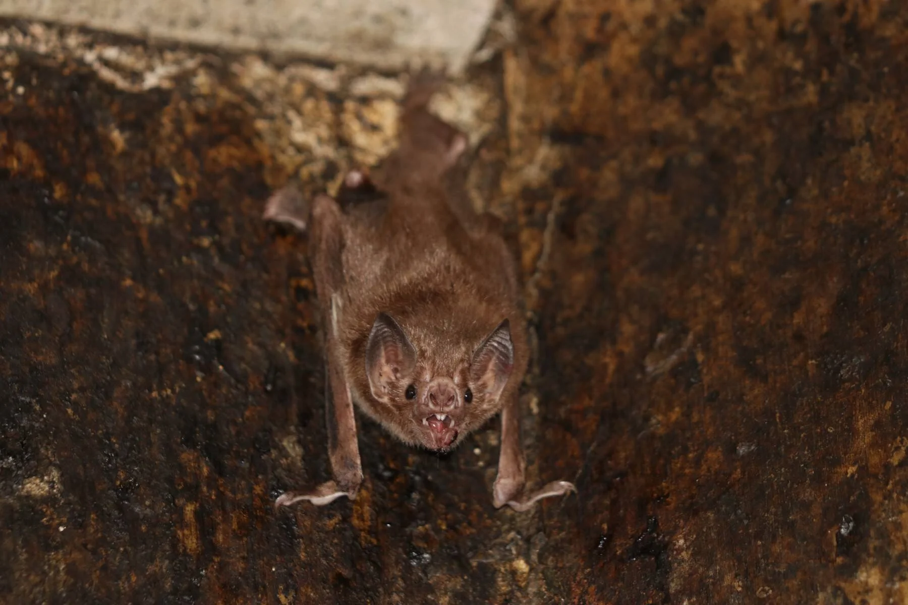 Murciélago vampiro común con la boca abierta mostrando sus colmillos, posado sobre una roca húmeda en una cueva.