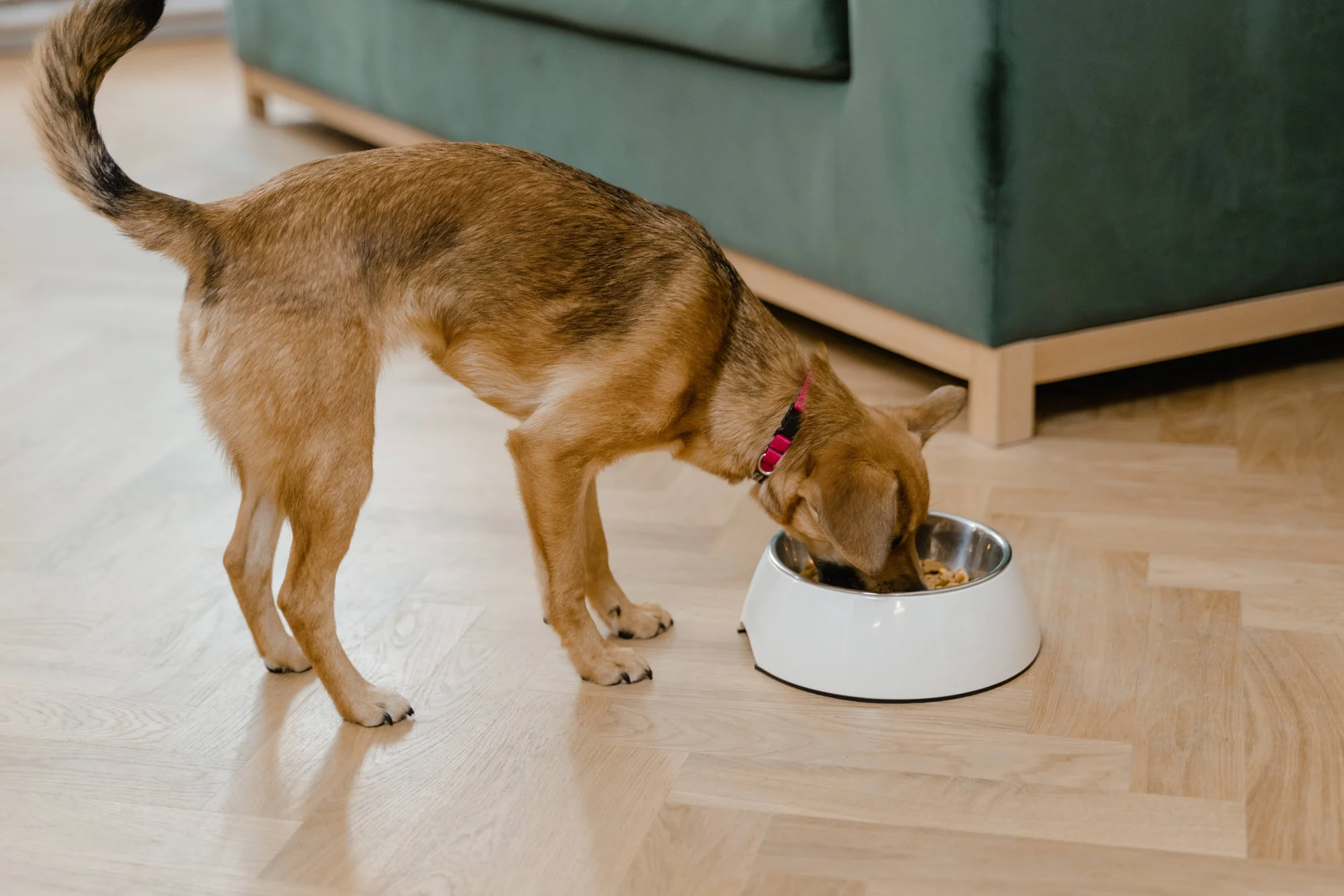 Perro marrón con collar rojo comiendo de un tazón metálico sobre piso de madera en una sala.