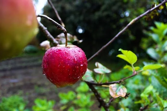 Manzana roja cubierta de gotas de lluvia colgando de una rama en un huerto verde.