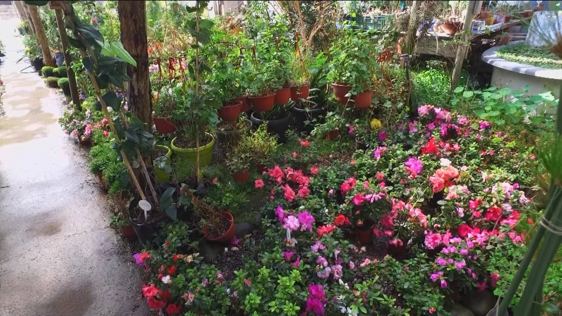 Vivero con abundantes azaleas en flor de colores rosa, rojo y fucsia, rodeadas de plantas verdes en macetas bajo árboles.