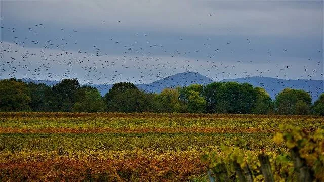 Gran bandada de aves sobrevuela un viñedo en colores otoñales con montañas y cielo nublado al fondo.