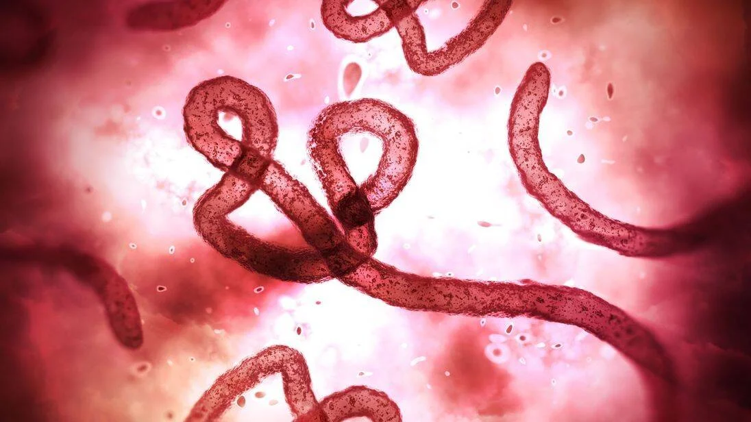 Representación microscópica del virus del Ébola mostrando sus características partículas filamentosas y enroscadas en tonos rojos.