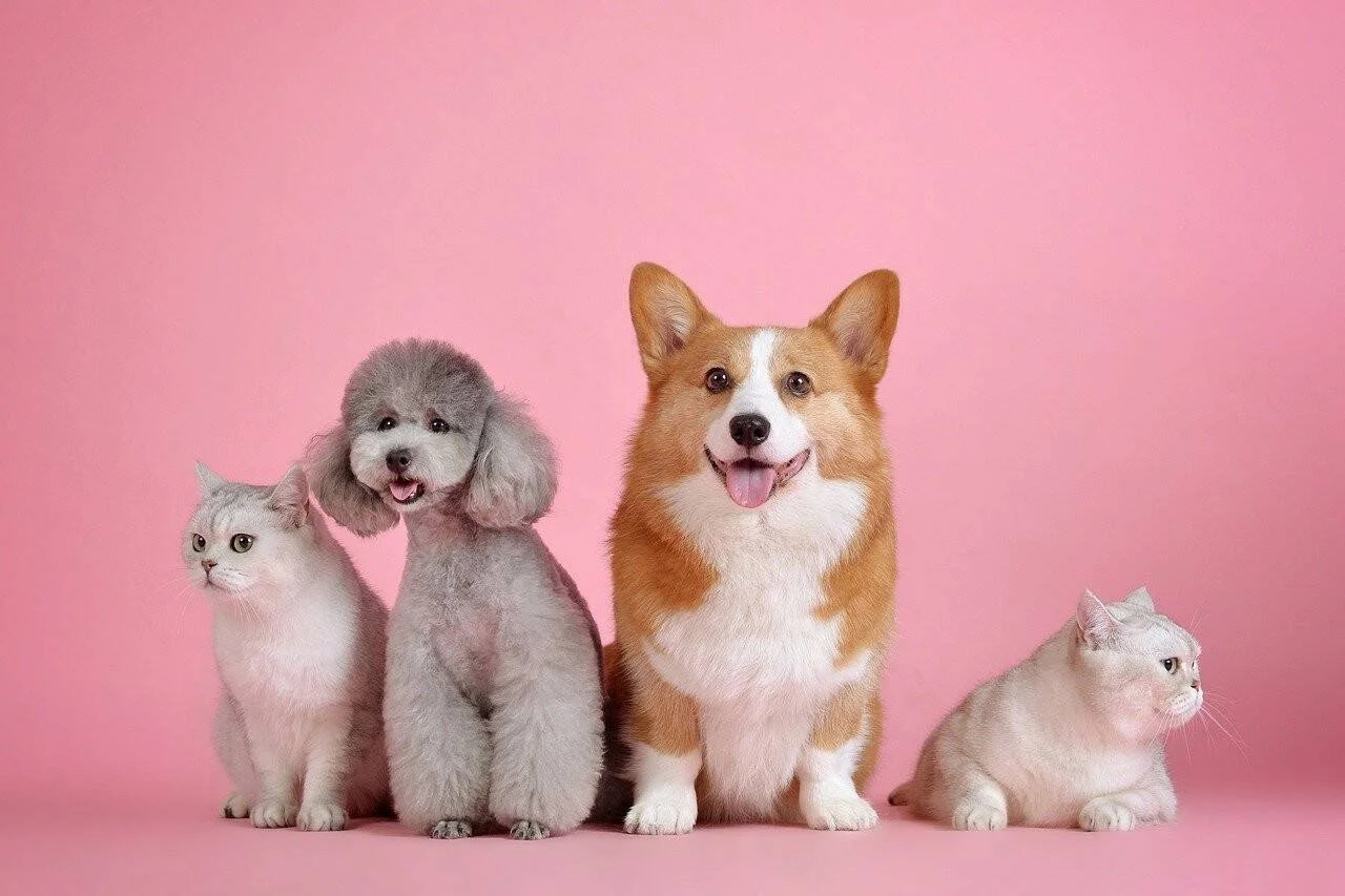 Dos gatos blancos, un caniche gris y un corgi naranja y blanco posando juntos sobre fondo rosa.