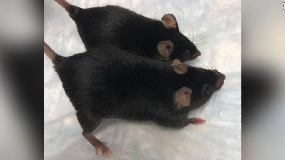 Dos ratones negros de laboratorio vistos desde arriba, uno notablemente más grande que el otro, sobre superficie blanca.