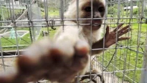 Un mono capuchino dentro de una jaula metálica extiende su mano hacia la cámara.