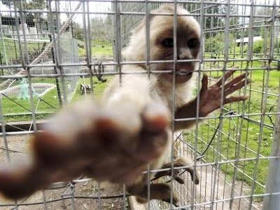 Un mono capuchino dentro de una jaula metálica extiende su mano hacia la cámara.