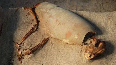 Restos óseos y piel momificada de un animal yacen sobre arena en un contexto arqueológico.