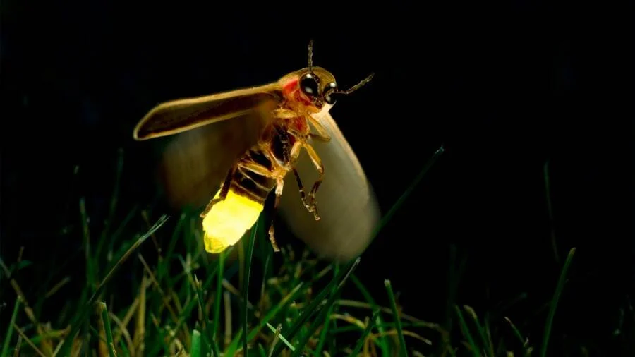 Luciérnaga con alas desplegadas sobre hierba nocturna, con su abdomen emitiendo un intenso destello amarillo bioluminiscente.
