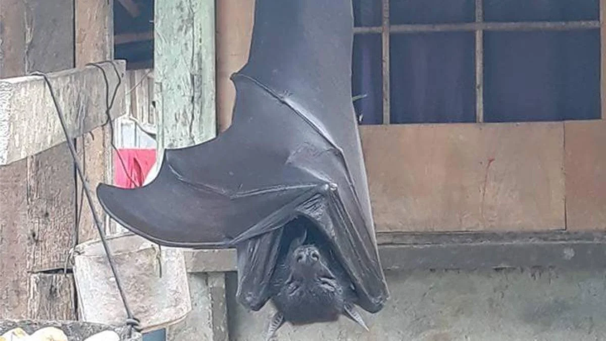 Un gran murciélago cuelga cabeza abajo de una estructura de madera dentro de un edificio, con las alas extendidas.