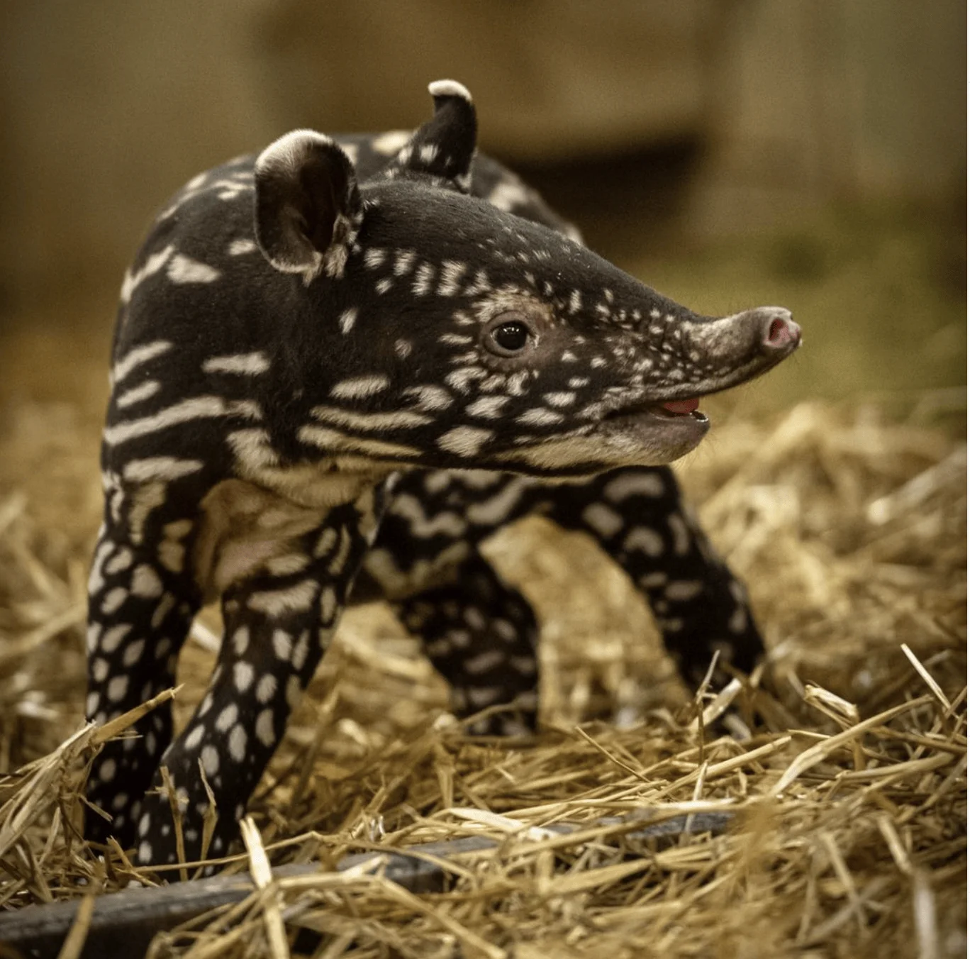 Cría de tapir recién nacida con pelaje negro y manchas blancas características, caminando sobre paja seca.