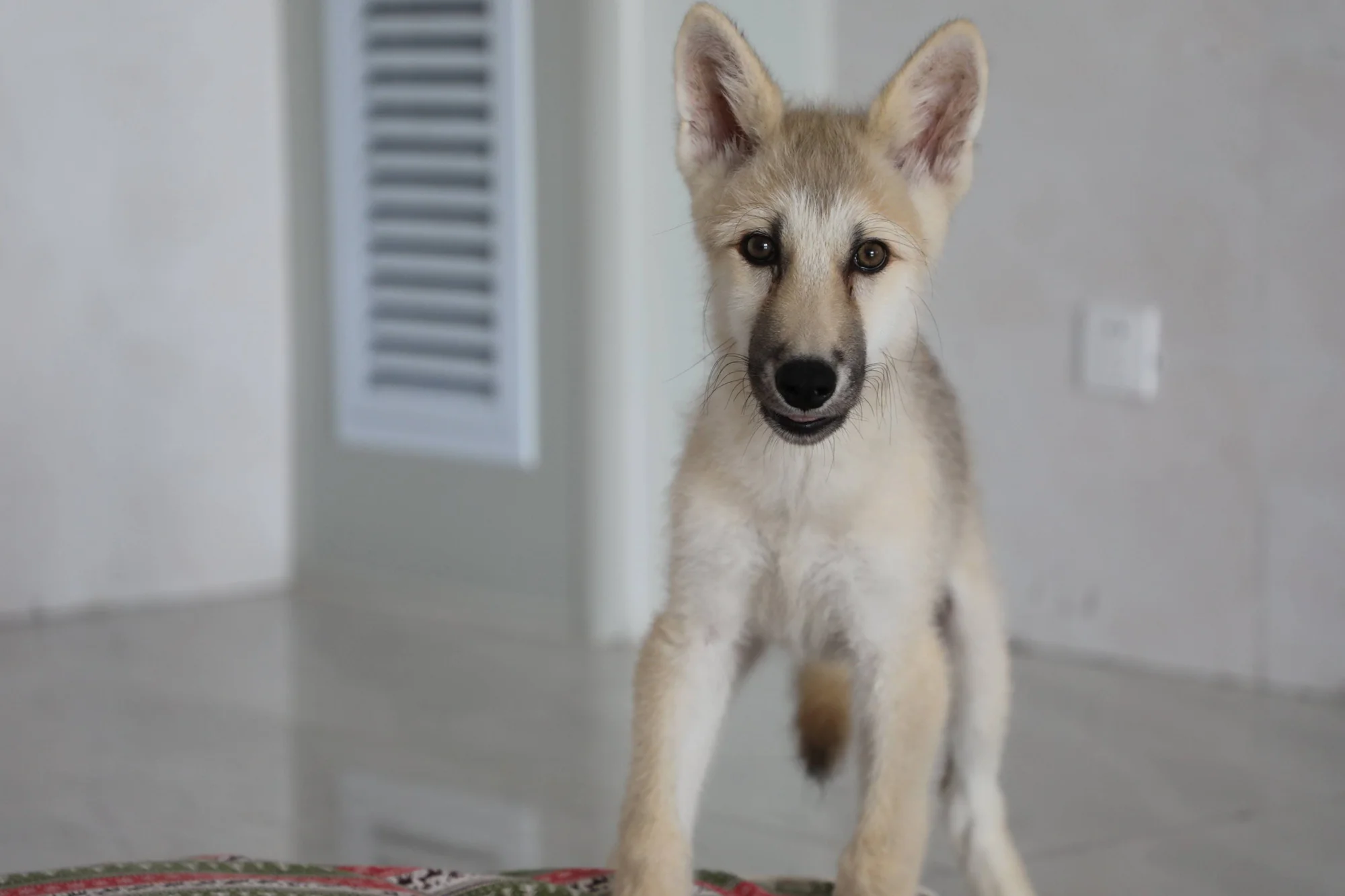 Cachorro de pelaje claro, de aspecto similar a un pastor alemán, mirando a cámara dentro de una habitación.