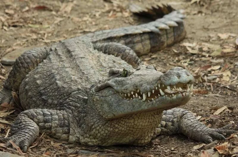 Cocodrilo de gran tamaño descansando en suelo árido con la boca entreabierta, mostrando sus dientes.