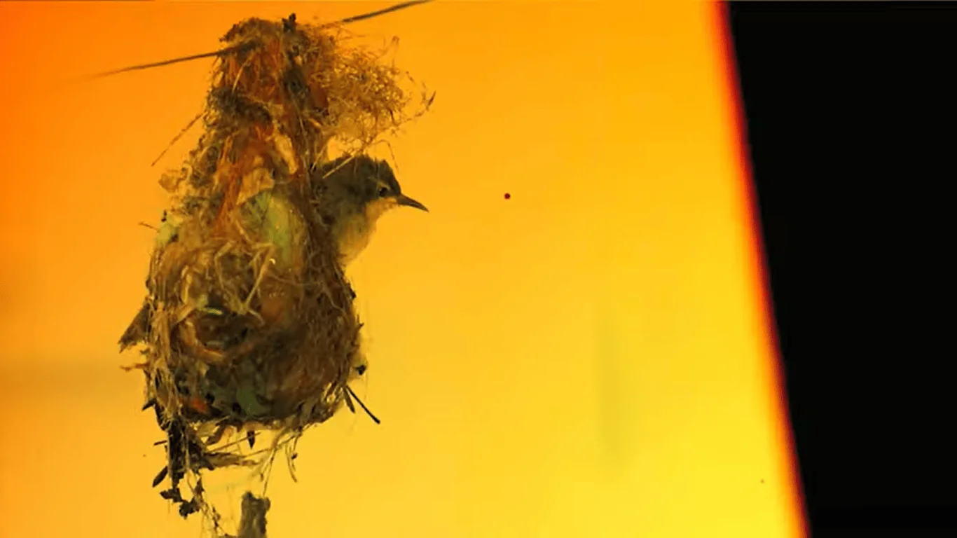 Un pequeño pájaro asomado en su nido colgante hecho de fibras vegetales, con un fondo anaranjado de atardecer.