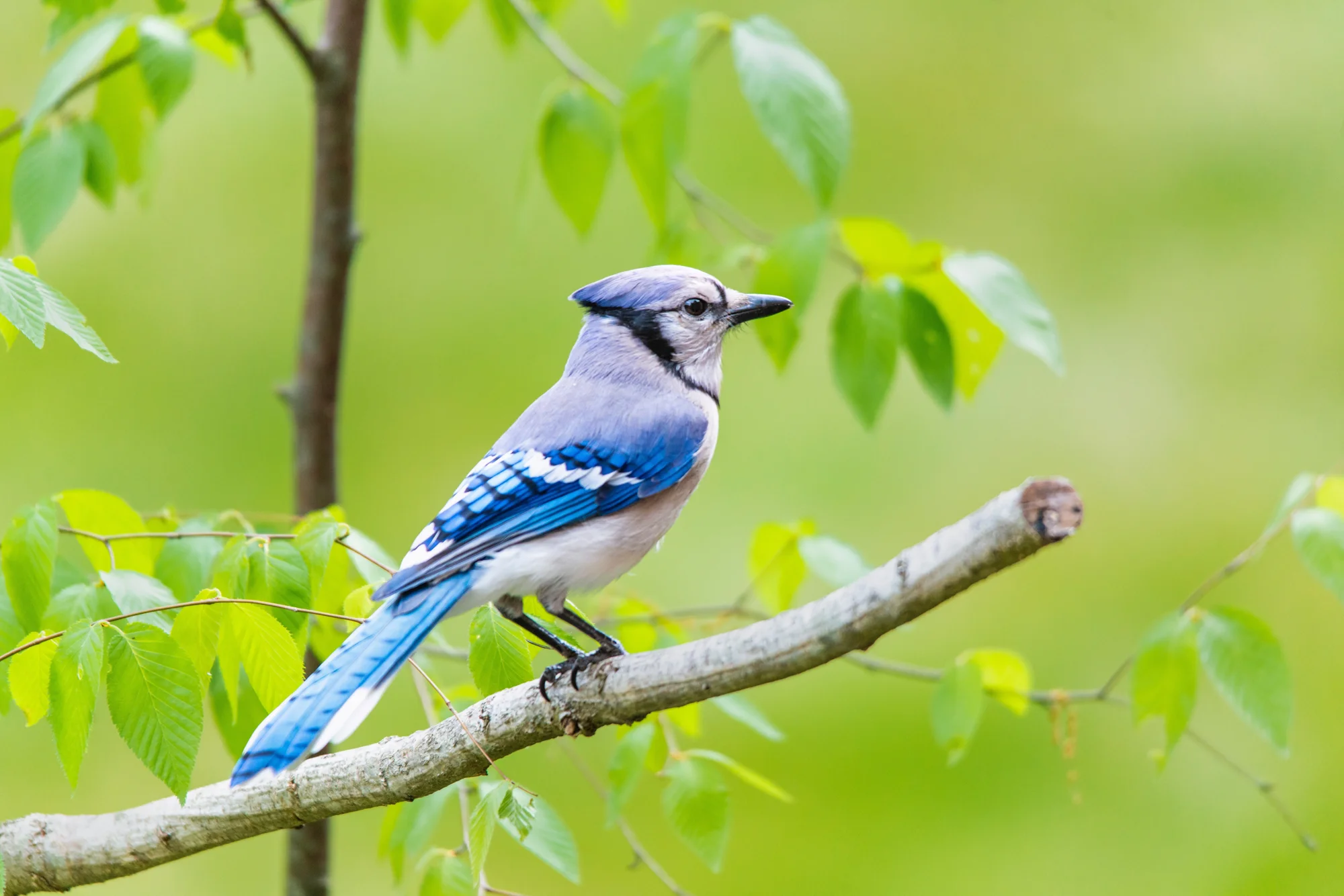 Arrendajo azul con plumaje azul y blanco posado sobre una rama rodeada de hojas verdes.