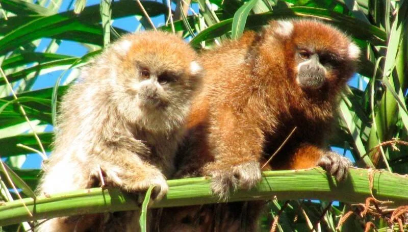 Dos pequeños monos de pelaje rojizo y grisáceo descansan sobre una rama entre follaje verde bajo el cielo azul.
