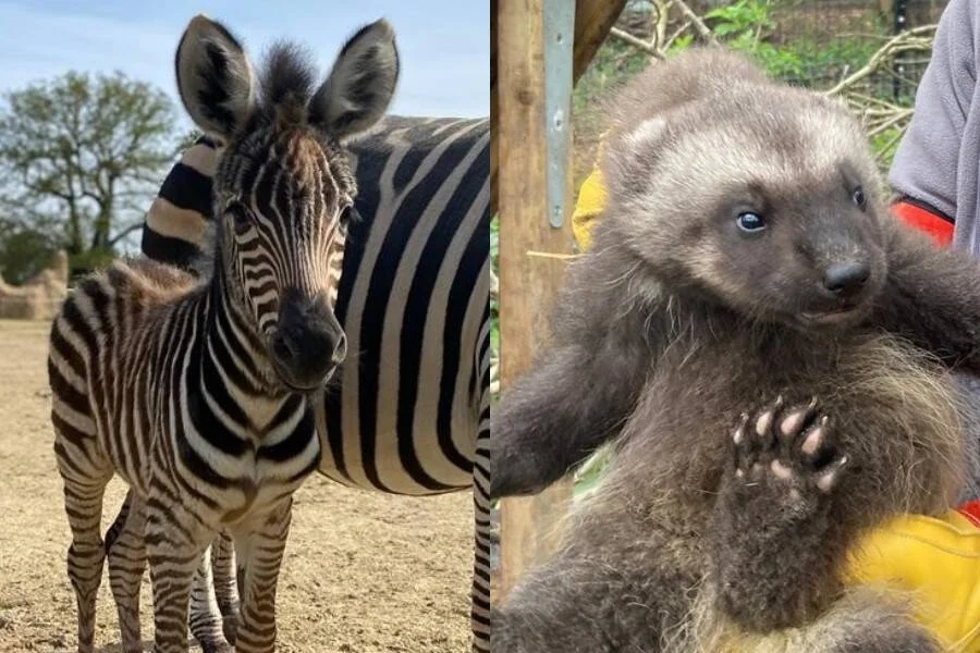 Cría de cebra junto a su madre en recinto de tierra, y cachorro de oso gris sostenido en brazos por un cuidador.