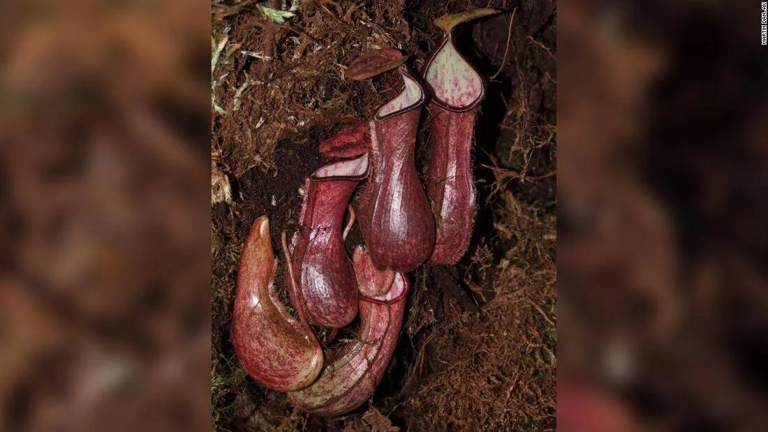 Grupo de plantas jarra carnívoras de color rojizo con trampas en forma de copa creciendo sobre musgo y tierra oscura.