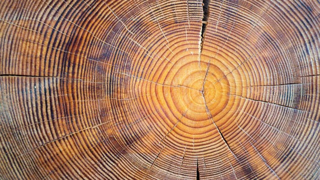 Corte transversal de un tronco de árbol que muestra sus anillos de crecimiento anuales y grietas radiales.