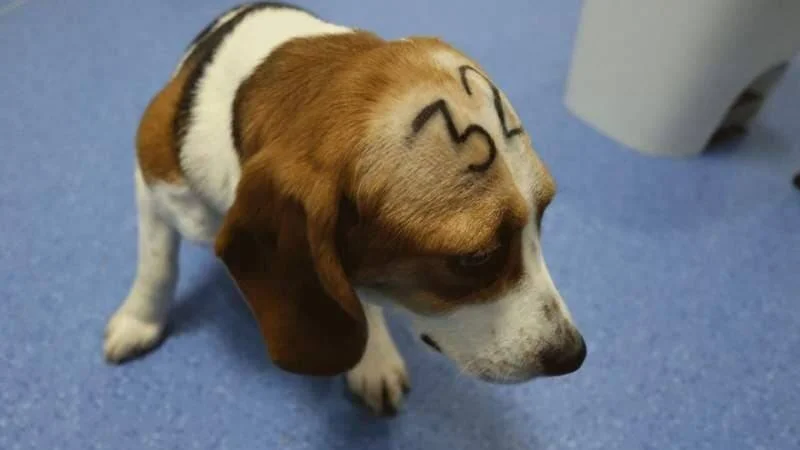 Beagle con el número 32 escrito en su lomo, posiblemente usado en experimentos de laboratorio.