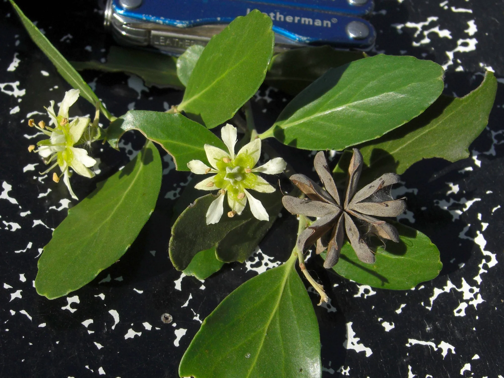 Rama de planta con hojas verdes ovaladas, dos flores blancas abiertas y un fruto seco marrón, fotografiada junto a una multiherramienta Leatherman como referencia de escala.