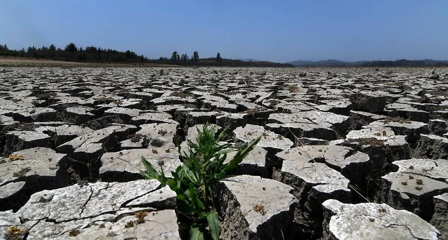Extensa superficie de tierra reseca y agrietada con una pequeña planta verde brotando entre las grietas, bajo un cielo despejado.