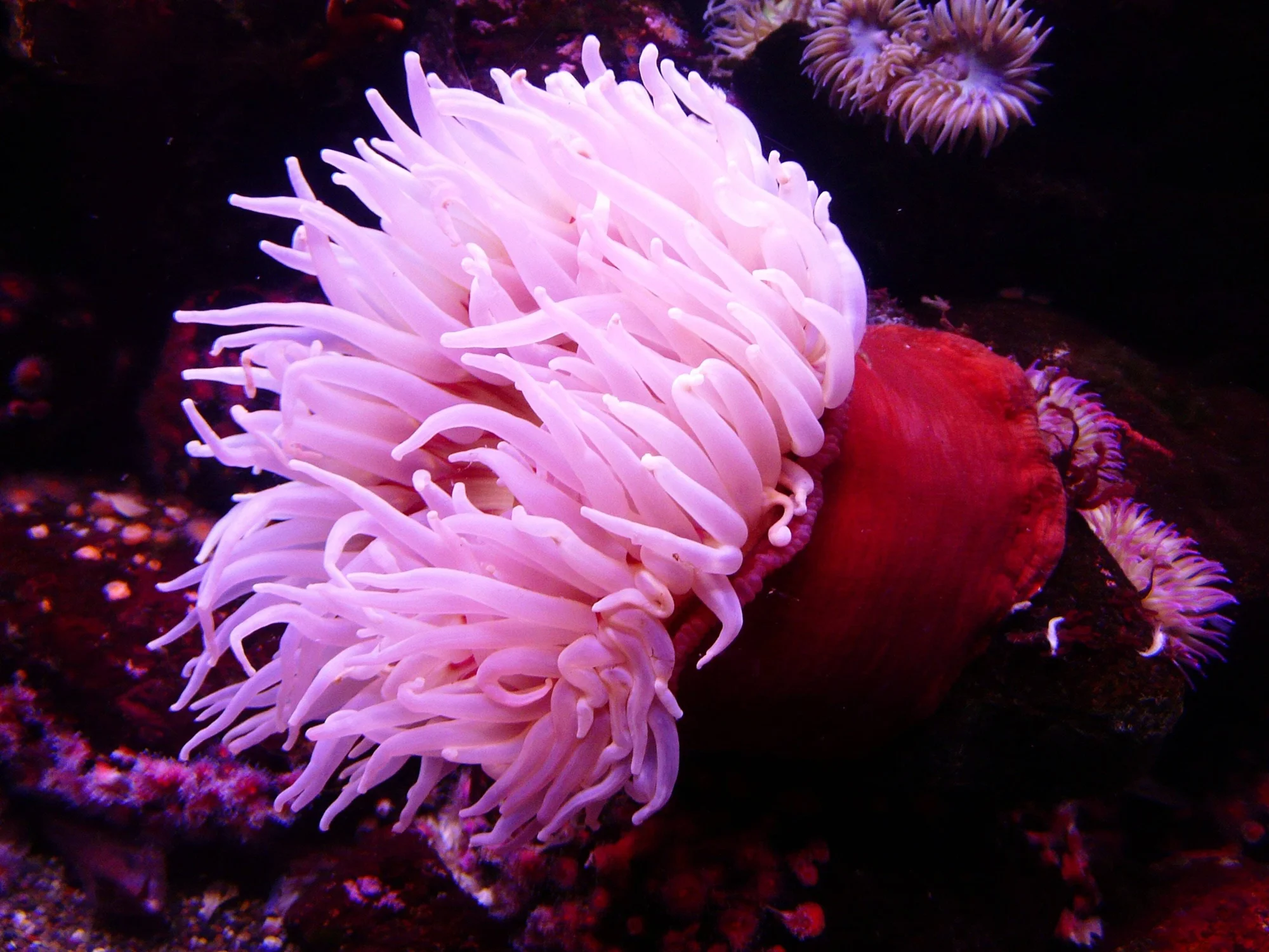 Anémona de mar con tentáculos blancos y rosados sobre base roja, rodeada de otros organismos marinos en fondo oscuro.