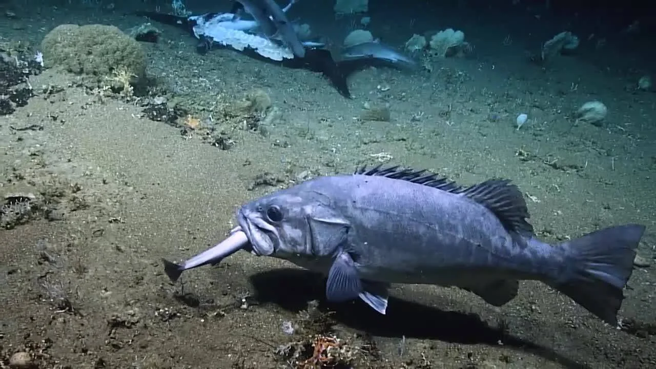 Un gran pez grisáceo devora a otro pez más pequeño sobre el lecho marino oscuro, con otros peces al fondo.