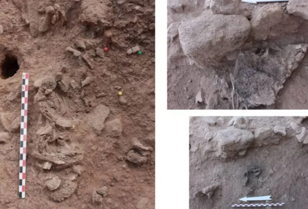 Tres fotografías de excavación arqueológica muestran restos óseos humanos y fragmentos de hueso hallados en sedimento con escala de medición.
