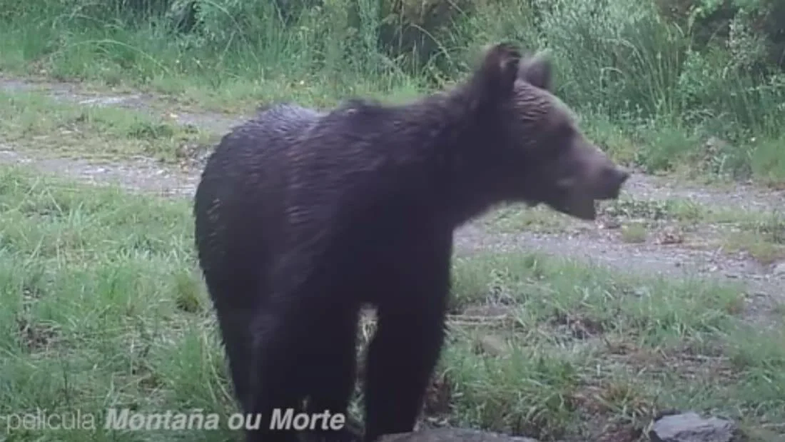 Oso pardo de pelaje oscuro de pie en un claro rodeado de vegetación, capturado en la película 'Montaña ou Morte'.