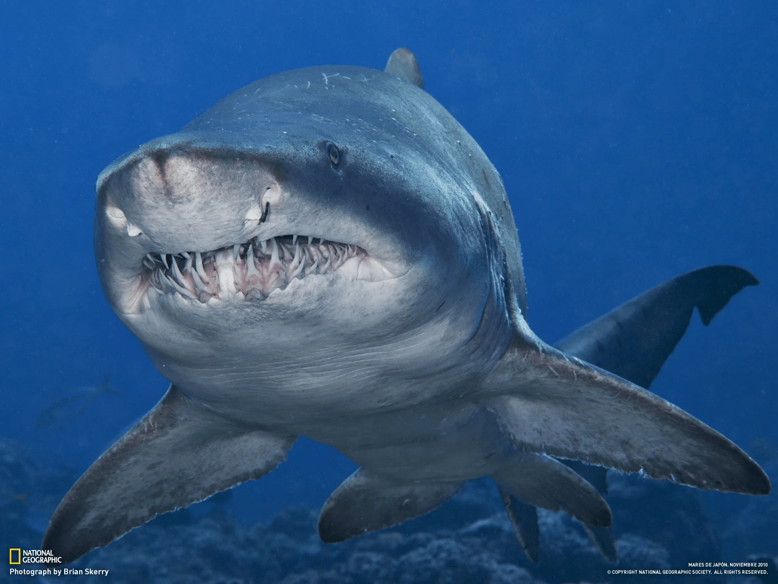 Tiburón nada de frente con la boca abierta mostrando múltiples filas de dientes afilados en aguas azules profundas.