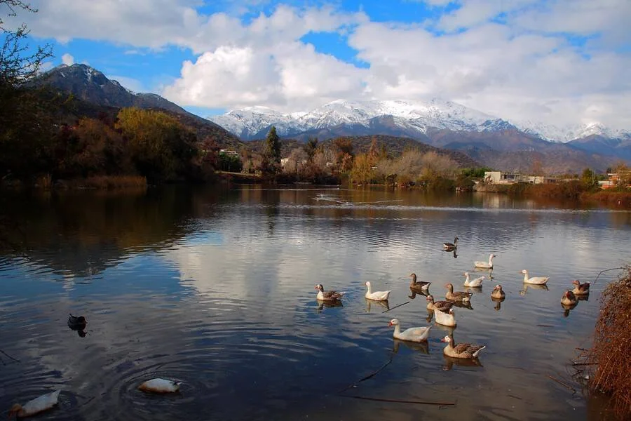 Grupo de gansos nada en un lago tranquilo frente a montañas con cumbres nevadas bajo cielo parcialmente nublado.