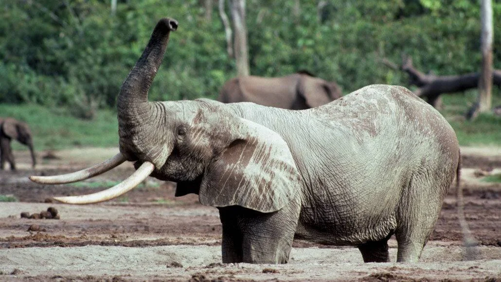 Elefante africano de bosque con grandes colmillos levanta la trompa en un claro de tierra rodeado de vegetación tropical.