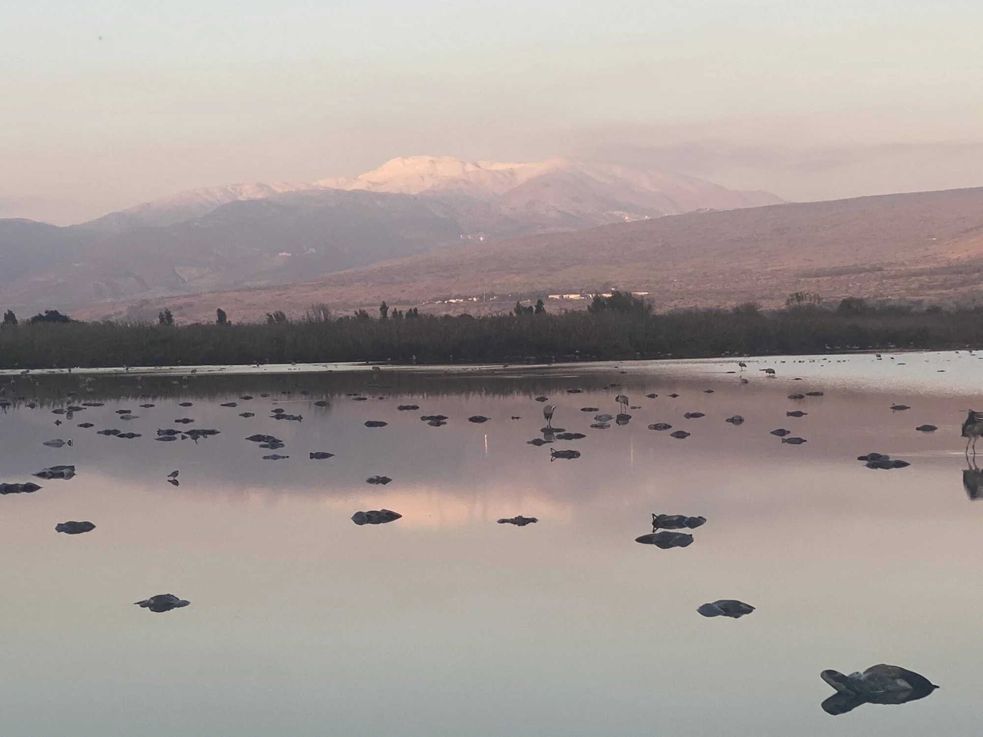 Grullas y aves wadeando en un lago tranquilo al atardecer, con una montaña nevada reflejada en el agua al fondo.