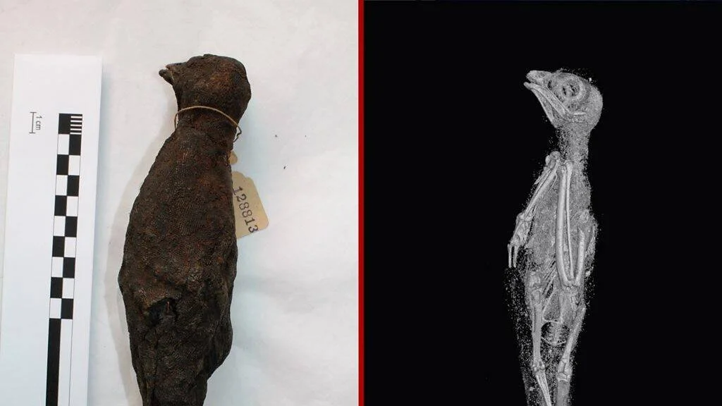 Momia de ave del Antiguo Egipto junto a su imagen de tomografía computarizada que revela el esqueleto interior.