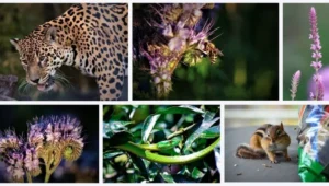 Collage con seis imágenes: un jaguar, una abeja en flor, una planta rosa, flores silvestres, una serpiente verde y una ardilla listada.