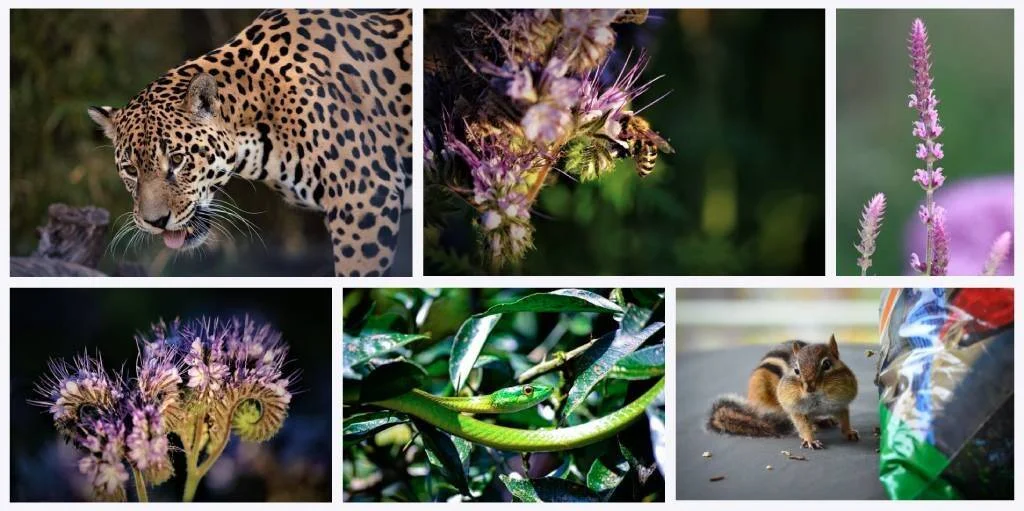 Collage con seis imágenes: un jaguar, una abeja en flor, una planta rosa, flores silvestres, una serpiente verde y una ardilla listada.