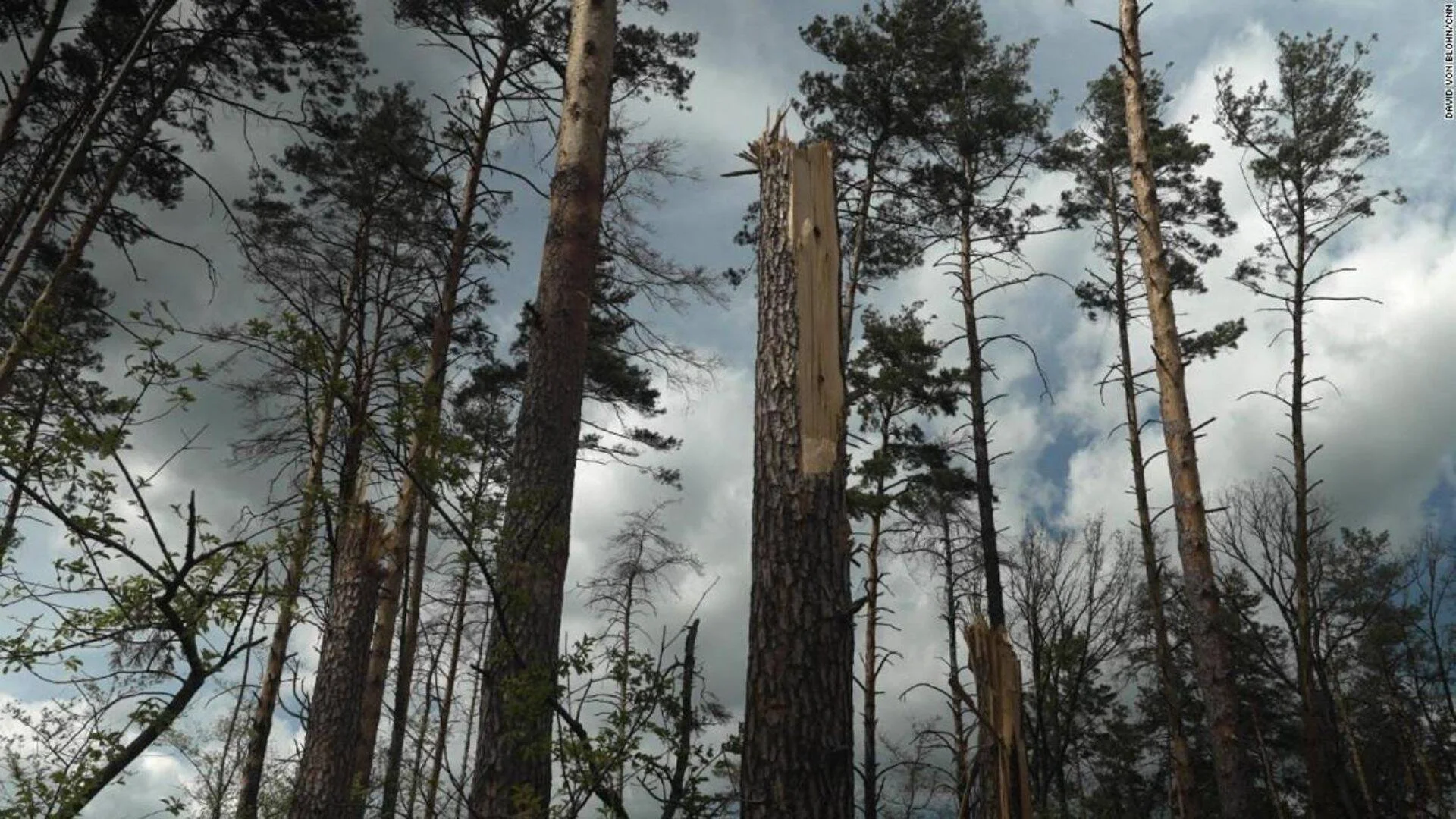 Troncos de pinos partidos y árboles secos sin hojas en un bosque devastado bajo un cielo nublado.