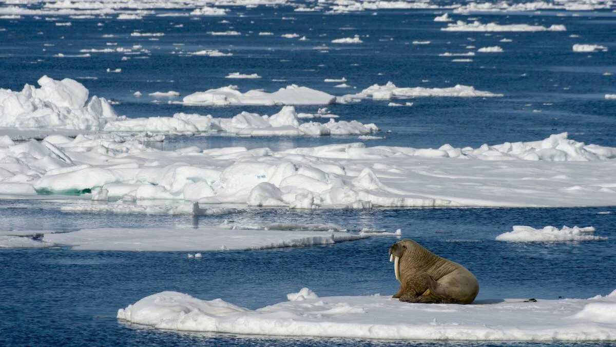 Una morsa reposa sobre un bloque de hielo flotante rodeado de fragmentos de hielo en el océano Ártico.