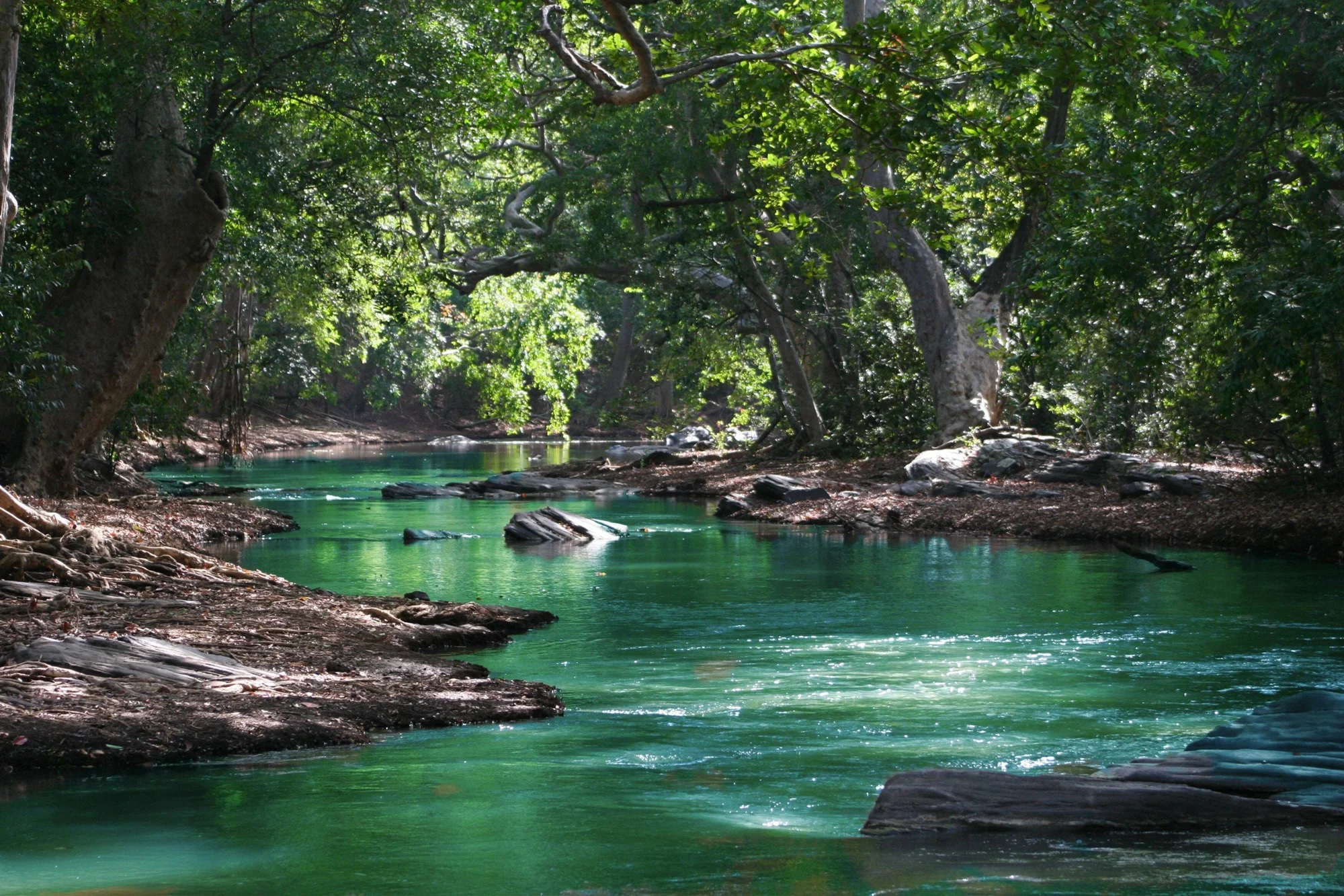 Río de aguas turquesas y cristalinas serpentea entre rocas y árboles de densa vegetación tropical con luz solar filtrada.